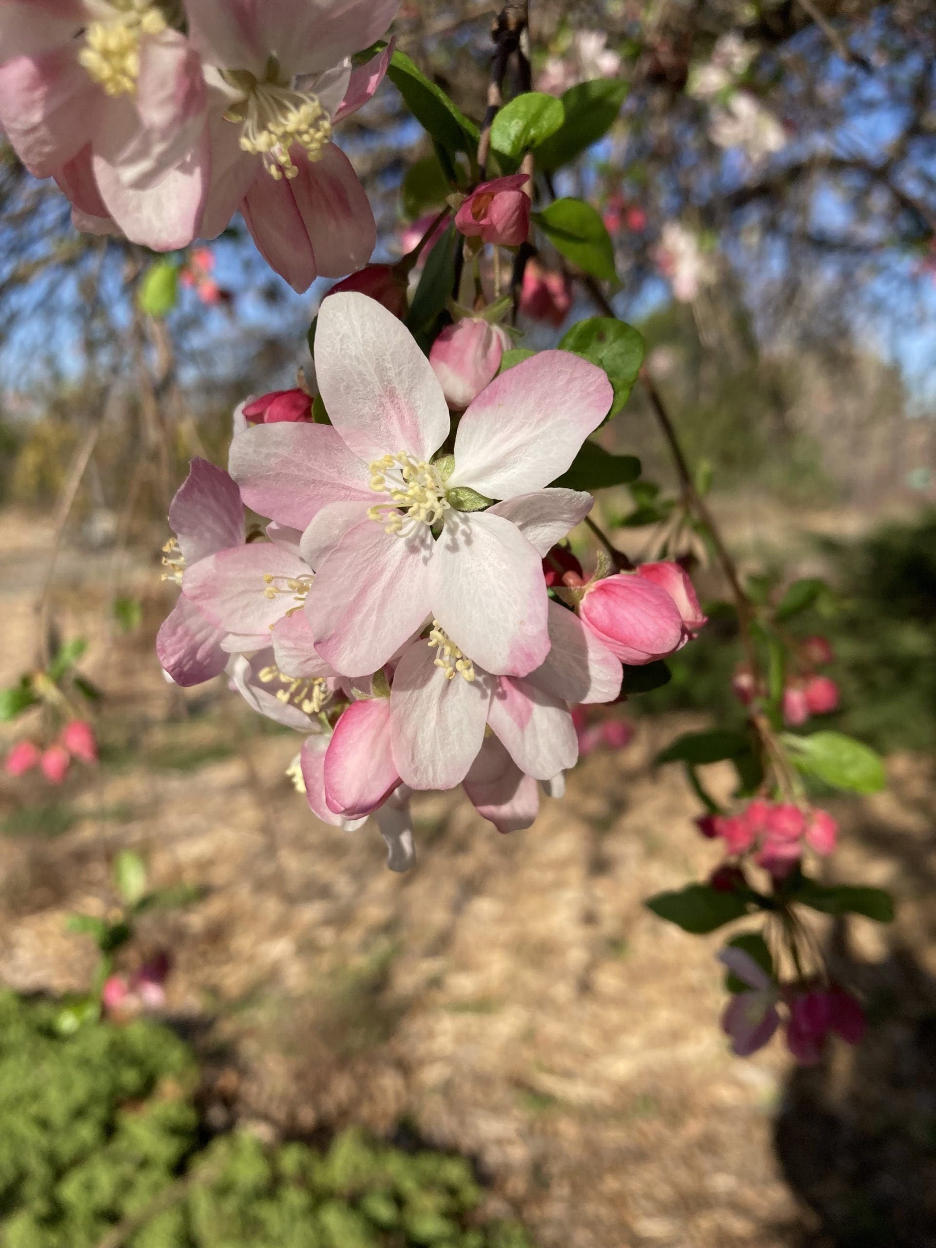 Welcome Spring